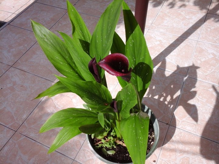 Arum noir