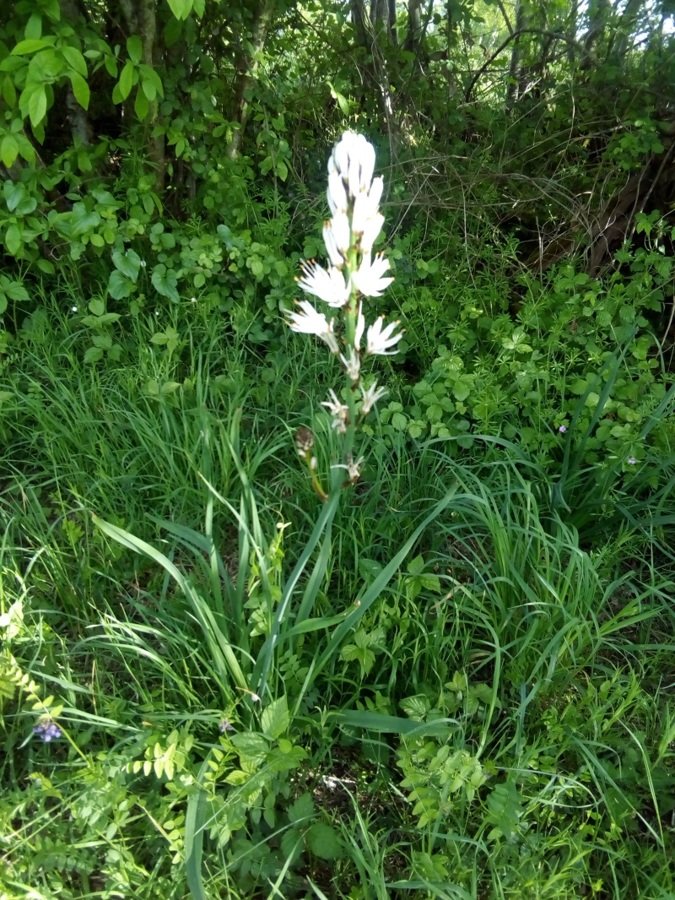 Asphodèle microcarpus