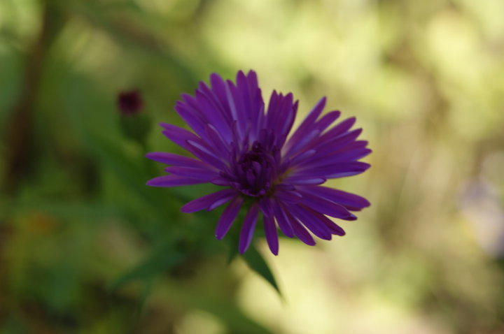 Aster 