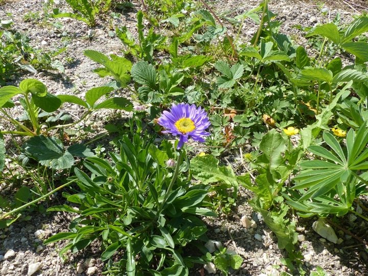 Aster bleu des alpes