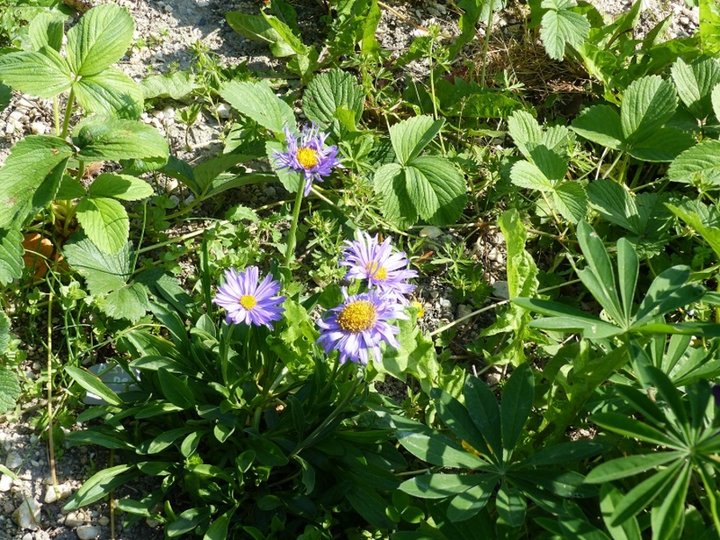 Aster bleu des alpes