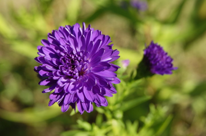 Aster bleu violet