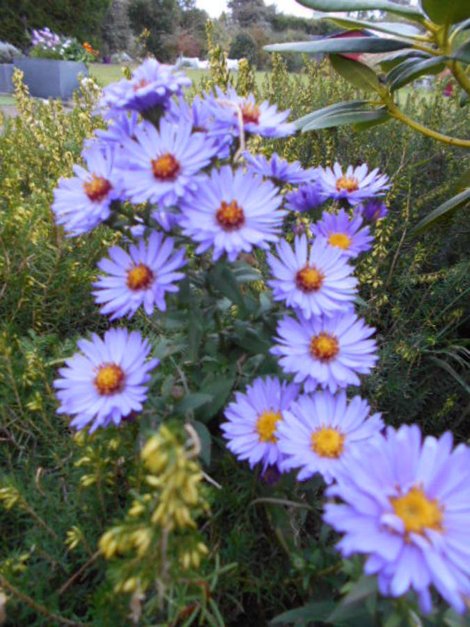 Aster mauve