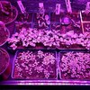 Culture sous leds horticole