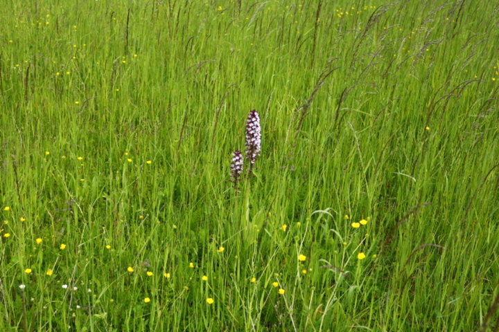 Au milieu des herbes