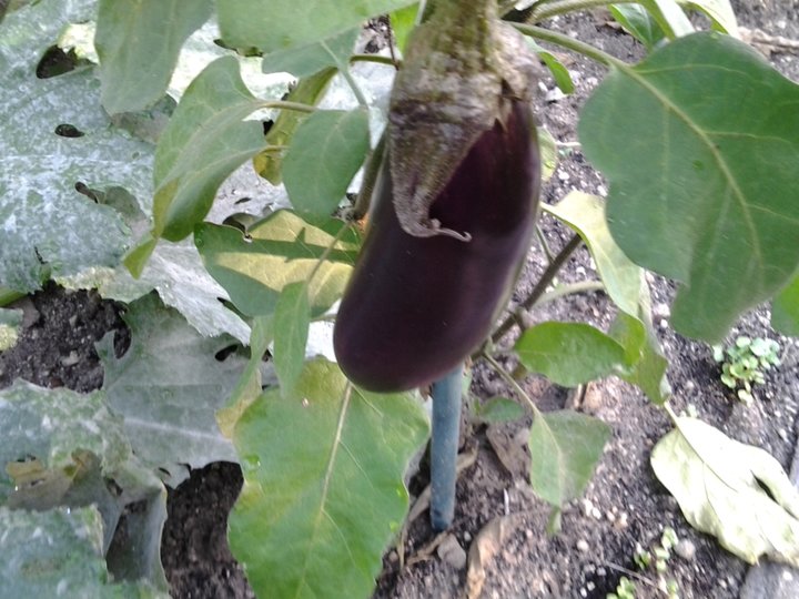 Aubergine