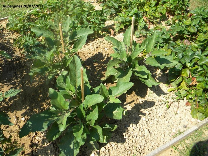 Aubergines 20/07/2013