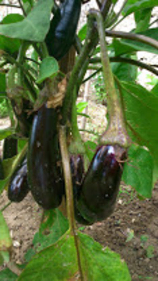 Aubergines