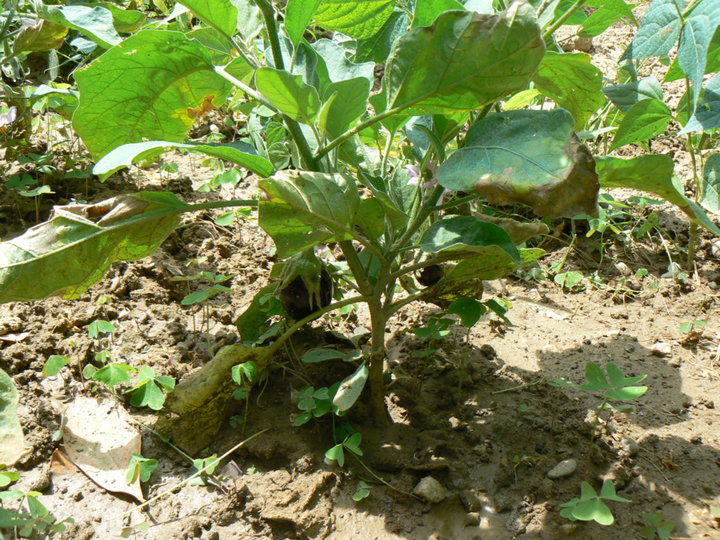 Aubergines.