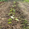 Potager 2012