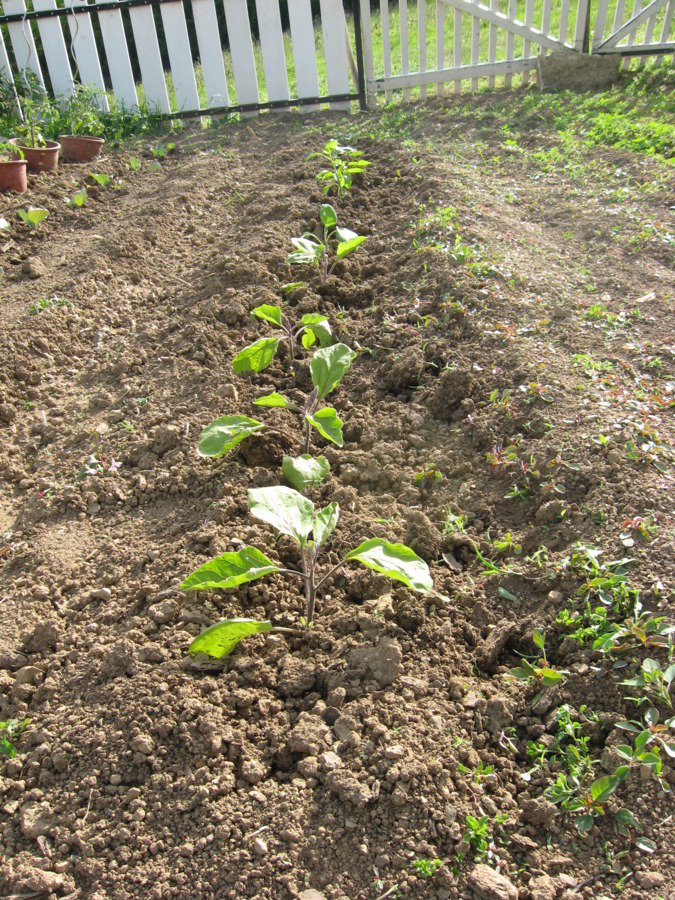 Aubergines, poivrons et concombres