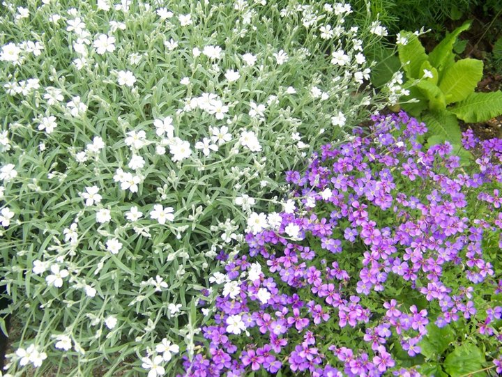 Aubriète ..........corbeille d'argent ....