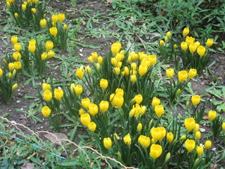 crocus