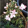 Fleurs de mon jardin en Mars 2019