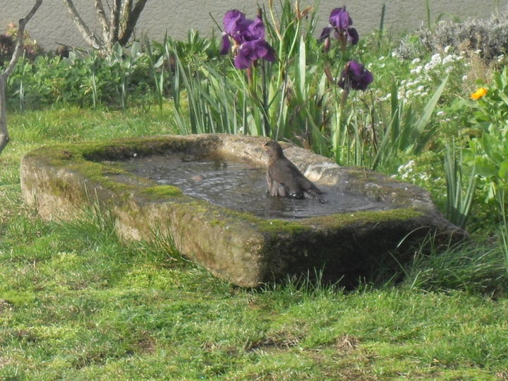 Baignade d'une merlette