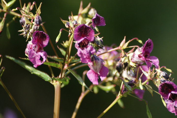 BALSAMINE de BALFOUR