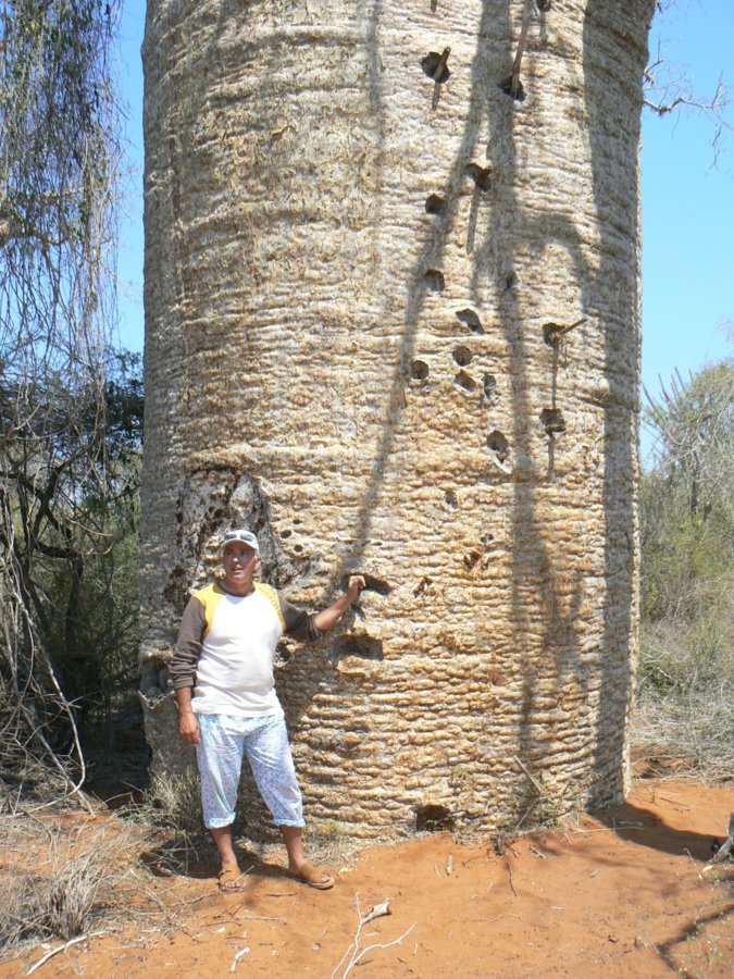 Baobab.