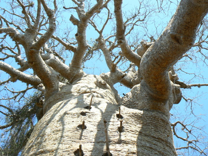 Baobab.