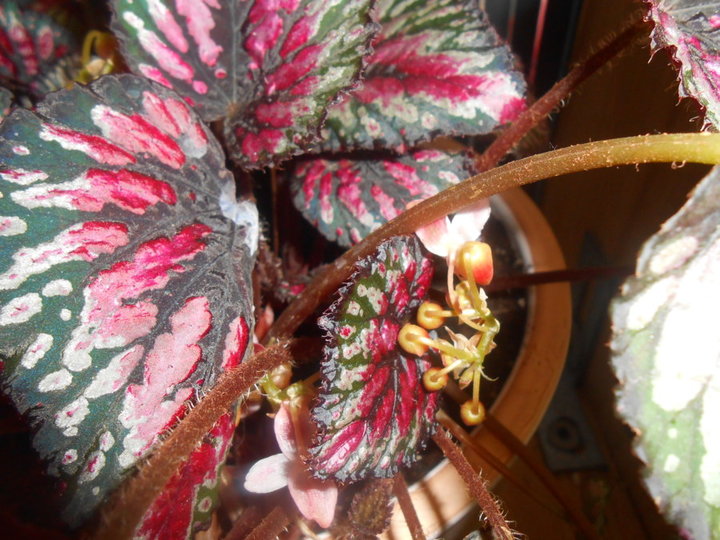 Begonia rex en fleur