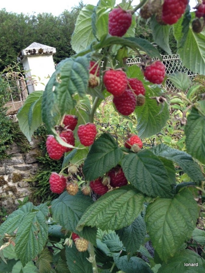 Belle grappe de framboises