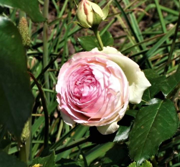 Belle rose parfumée