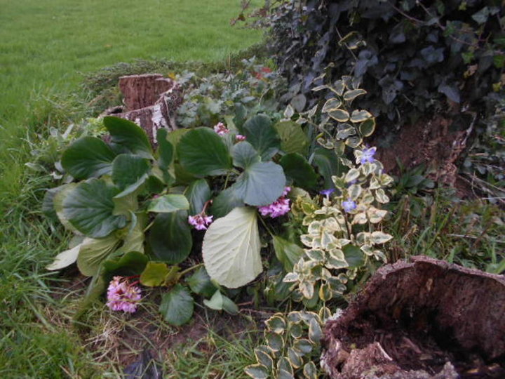 Bergenia