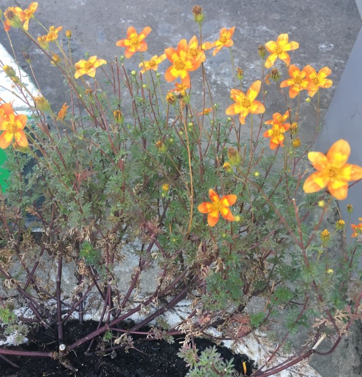 Bidens jaune /orange