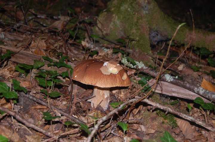 BOLETUS edulis ( je crois...)