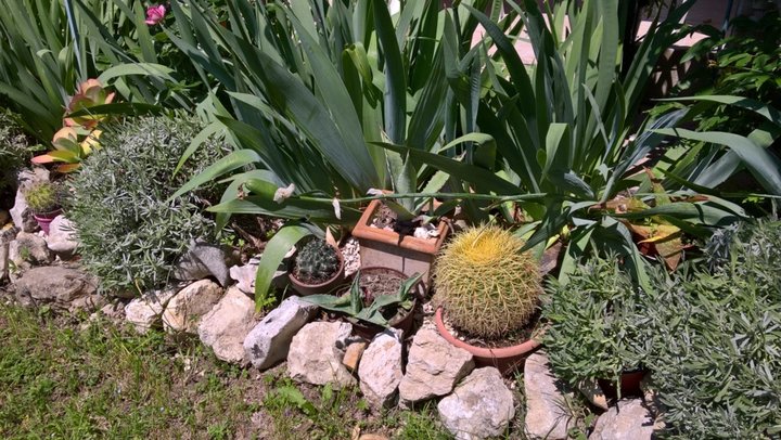 Bordure de cactées