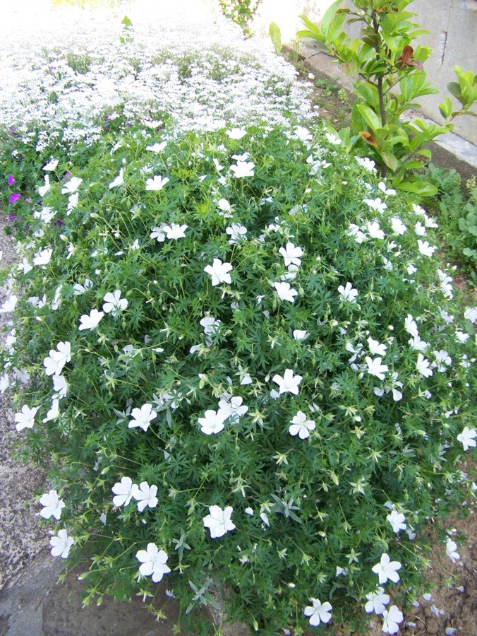 Bordure .... géranium .odorant .. blanc ..