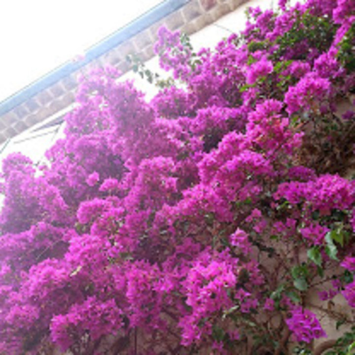 Bougainvillier