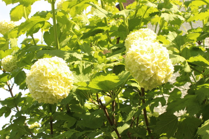 Boule de neige