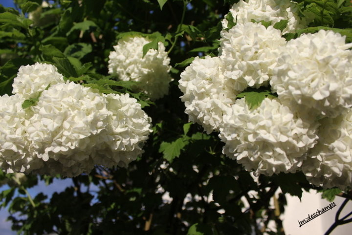 Boule de Neige