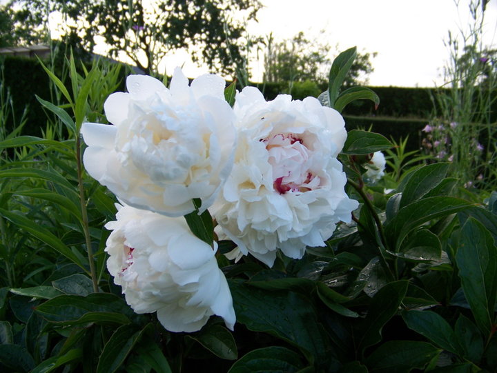 Bouquet de pivoine