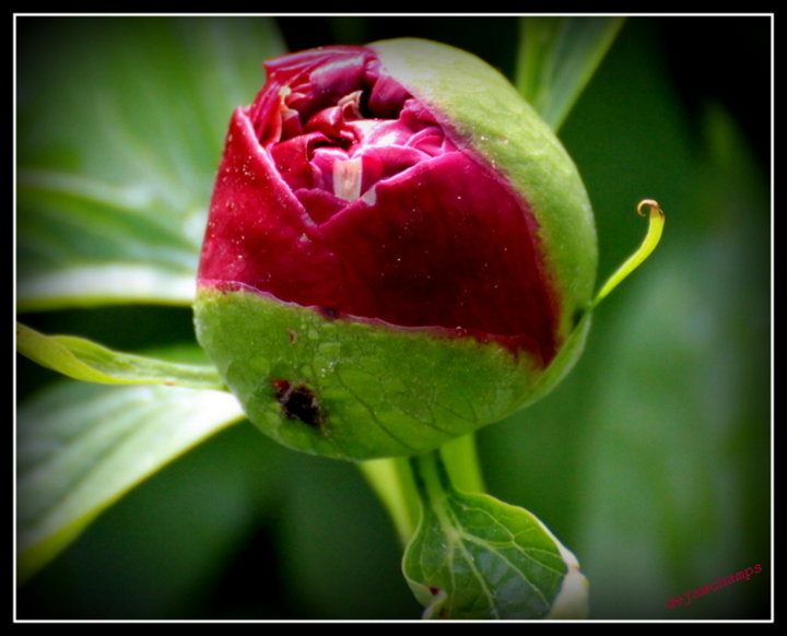 Bouton de Pivoine