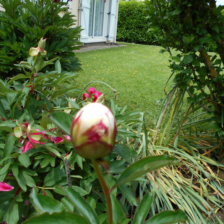 Bouton de pivoine blanc