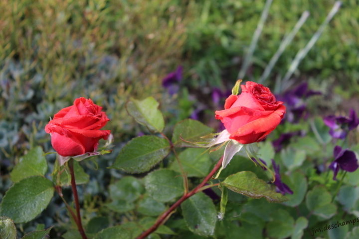 Boutons de rose