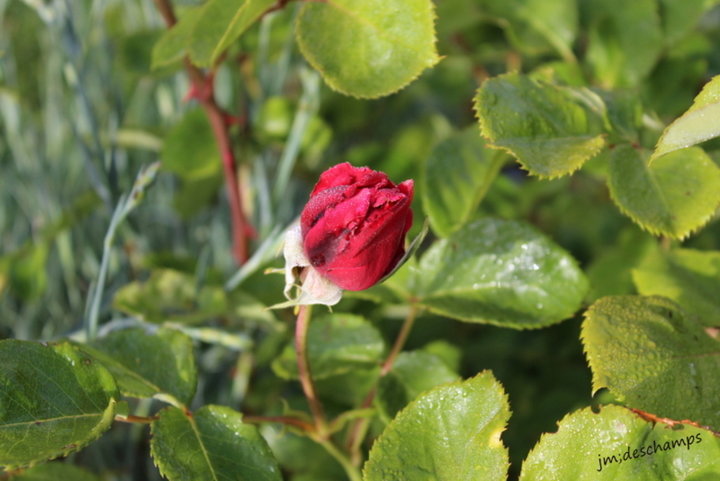 Boutons de rose