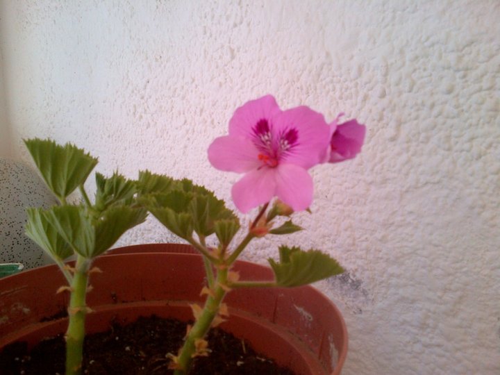 Bouture de pelargonium rose en fleur