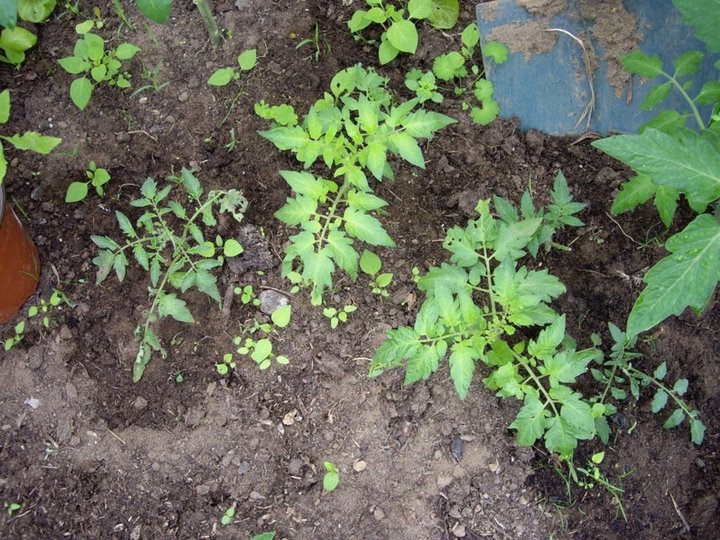 Boutures de tomates 