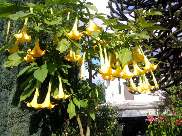 Brugmansia