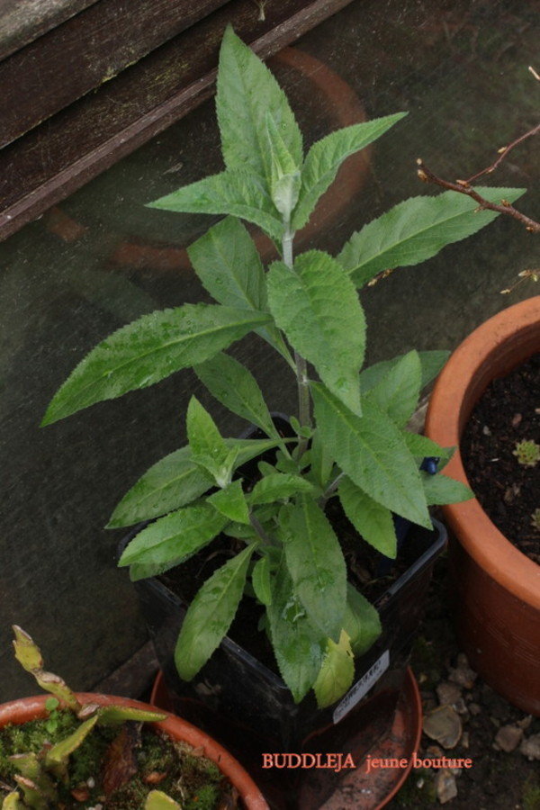 BUDDLEJA  [arbre a papillons