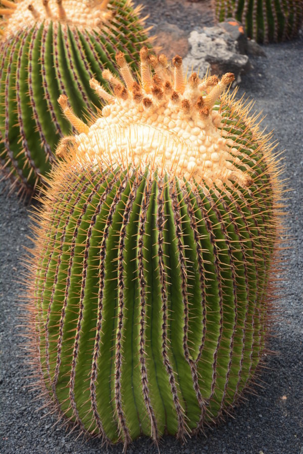 Cactus 