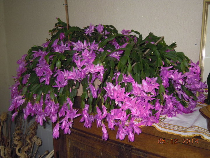 Cactus de noel