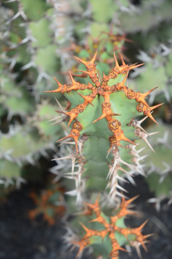 Cactus des iles