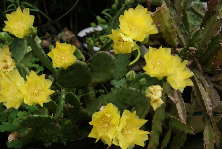 CACTUS jaune - Figuier des Indes