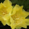 mes fleurs de JUILLET