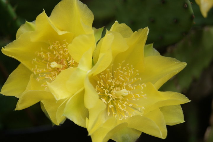 CACTUS Opuntia humifosa - Oponce de l'Est - Cactus rampant - Figuier des Indes