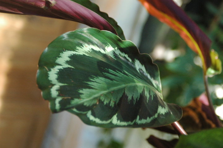 Calathea