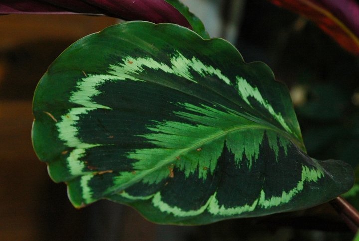 Calathea